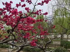 -元大都城垣遗址公园