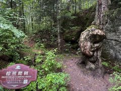 -汤旺河林海奇石景区