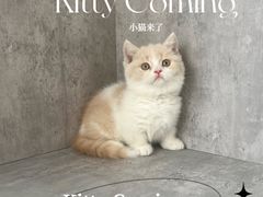 -小猫来了·猫舍(红山六九七九店)