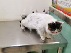 -米苏动物医院·犬猫专科·骨科外科内窥镜