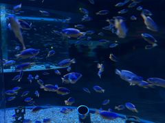 -海合安成都极地海洋公园
