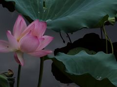 -荔湾湖公园
