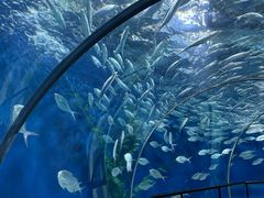 -上海海洋水族馆
