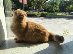 -飞行喵MR PILOT|猫舍·猫咖(静安大融城店)