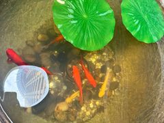 -福照楼汽锅鸡·云南菜(火车站锦江店)