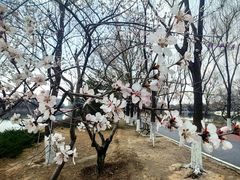 -大兴滨河森林公园