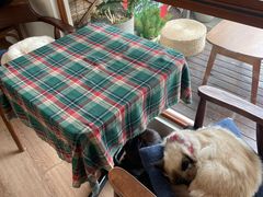 -有猫主题·治愈系猫咖(曾厝垵店)