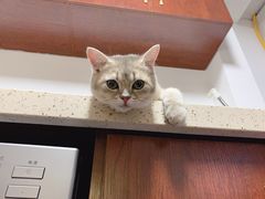 -东方名猫馆·英短金渐层布偶猫舍(环线广场1号楼店)