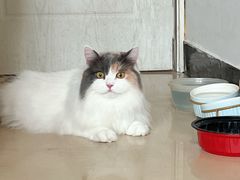 -悠尼宠物·独立低压伊珊娜洗护·美容·寄养(兰谷路店)