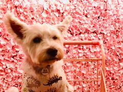 百好乐比萨-百好乐宠物友好餐厅(朝外大街店)