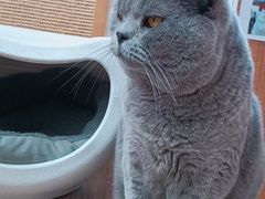 -有猫主题·治愈系猫咖(曾厝垵店)