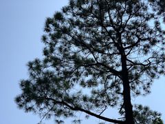 -王借岗森林公园