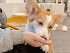-有喵·猫咖·狗咖·30几只猫10只小狗(岗厦店)