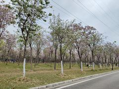 -广东花都湖国家湿地公园