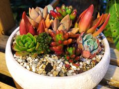 罗非鱼-渔遭殃鱼馆(黄桷垭店)