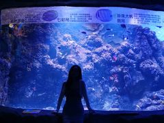 -芜湖新华联大白鲸海洋公园