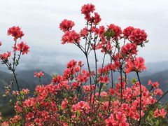 -银瓶嘴森林公园