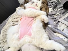-伟伟宠物医院·CT影像中心·瑞派犬猫综合性门诊(汉口总院)