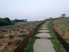 -大塘金香草谷