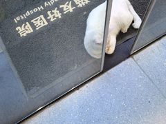 -伟伟宠物医院·瑞派猫友好医院·猫科(光谷店)