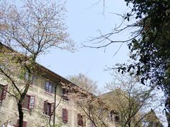 -武汉大学-樱园