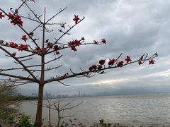 -深圳湾公园(南山区)