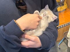 -欣宠猫屋·矮脚拿破仑·蓝金金渐层