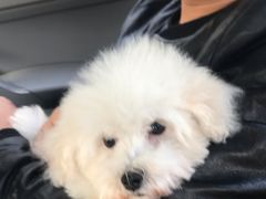 -翊宠yipet猫狗购宠庄园犬舍•猫舍