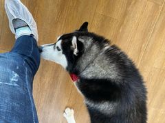 -Husky Go! 哈士奇体验馆·宠物咖啡厅狗咖