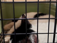 -御宝贝·A梦猫科宠物医院(国际猫友好医院)