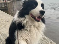 -博特宠物医院24h犬猫全科.骨科·异宠