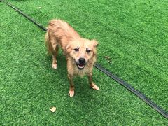 -汪说喵讲宠物乐园宠物酒店(红星美凯龙店)