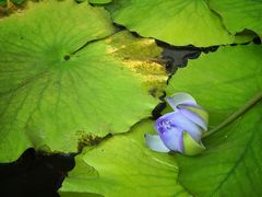 -国家植物园南园