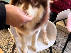 -Let's go狗咖·猫咖·奶狗·桌游(春熙路IFS店)