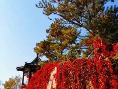 -大兴滨河森林公园