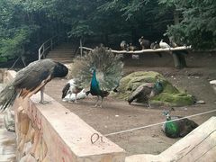 -哈尔滨北方森林动物园
