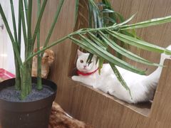 -COLOR PETS 撸猫馆·购猫·猫咖(长风大悦城店)