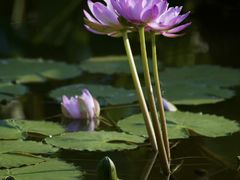 -国家植物园南园