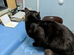 -纳吉亚猫专科动物诊疗中心(蒋宅口分院)