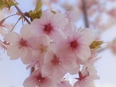 -顾村公园