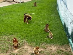 -西霞口神雕山野生动物世界