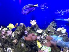 -迪拜水族馆及水下动物园