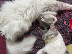 -爱侣宠医·鹦鹉专科·小型哺乳类·异宠专科(灵石路店)