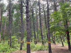 -帽儿山国家森林公园