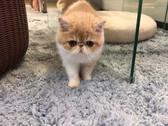 -momokira米努特·德文卷毛猫·棉花面纱犬