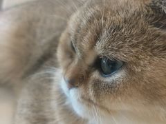 -飞行喵MR PILOT|猫舍·猫咖(静安大融城店)