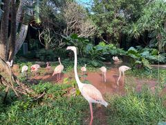 -海南热带野生动植物园