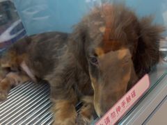 -FAELING PETS美天灵宠物(合生汇店)