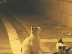 -如意香辣鸡架(总店)