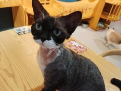 -豆逗聊愈猫阁Easy Life